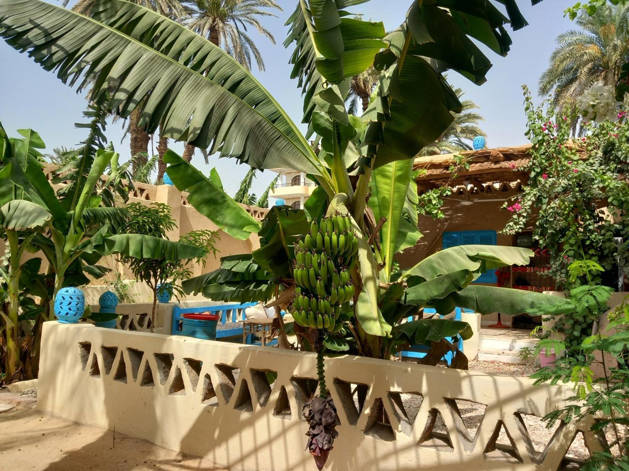 Villa Rebecca Professor'S Paradise Louxor Extérieur photo